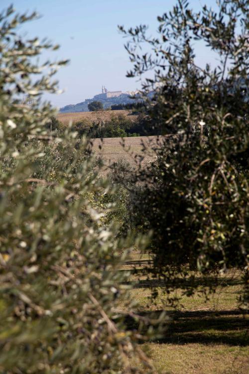 country tour in macchina uliveto campagna marchigiana olio oleificio produzione locale km zero prodotti artigianali degustazioni bambini gruppi famiglie esperienza marche cibo olio olive uliveto