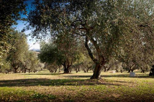 country tour in macchina uliveto campagna marchigiana olio oleificio produzione locale km zero prodotti artigianali degustazioni bambini gruppi famiglie esperienza marche cibo olio olive uliveto