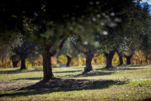 country tour in macchina uliveto campagna marchigiana olio oleificio produzione locale km zero prodotti artigianali degustazioni bambini gruppi famiglie esperienza marche cibo olio olive uliveto